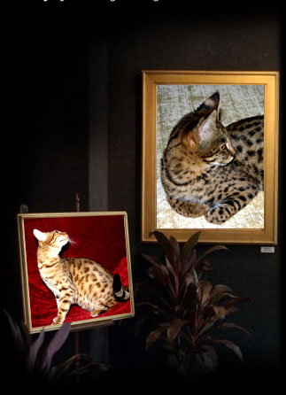 Savannah cats, Florida
