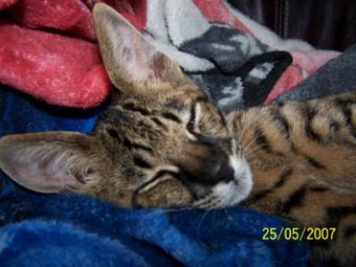 Bengal and Savannah Cats at Play